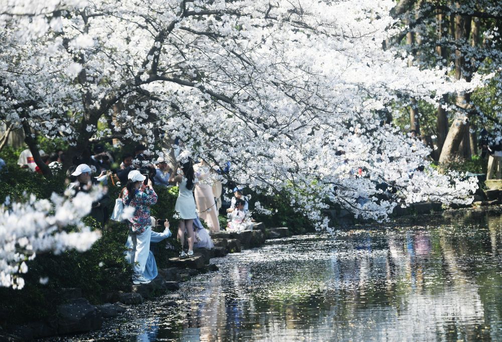 3月25日，游客在杭州西湖曲院风荷观赏盛开的樱花。新华社发（龙巍摄）