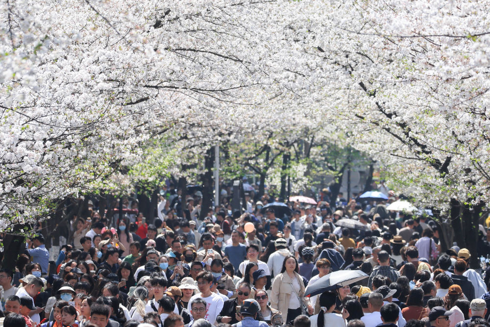 3月25日，游人在南京鸡鸣寺路观赏樱花。新华社发（苏阳摄）