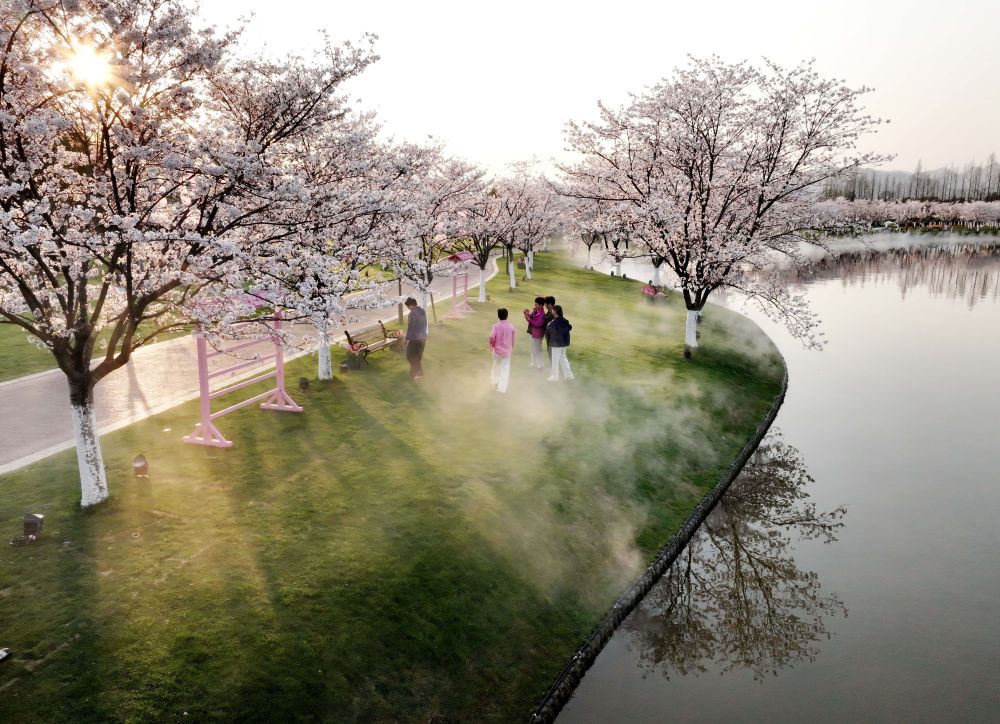 3月25日，游客在浙江省武义县的花田美地樱花大道旁赏景拍照（无人机照片）。新华社发（张建成摄）
