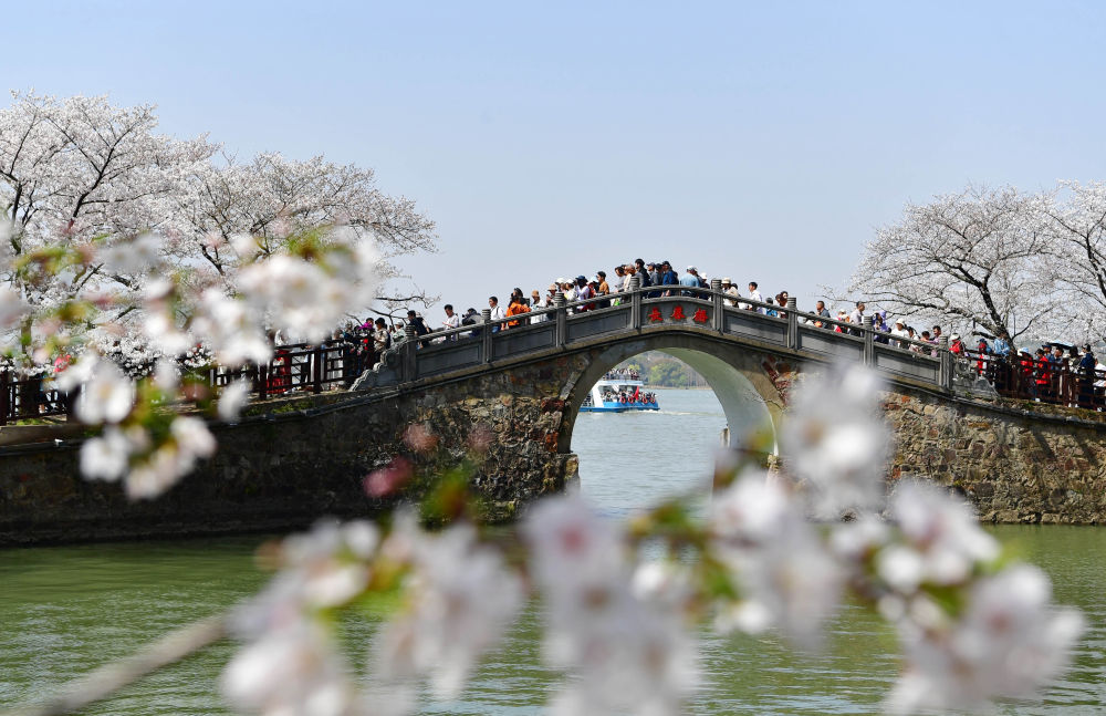 3月25日，游客在江苏无锡太湖鼋头渚景区赏樱游玩。新华社发（还月亮摄）