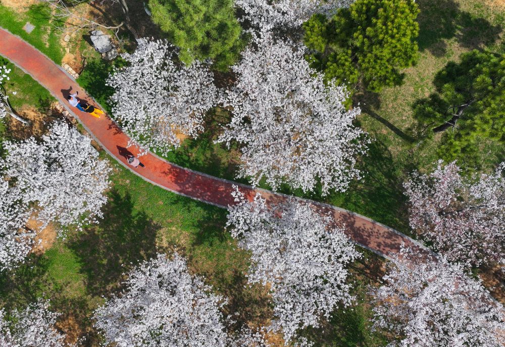  3月25日，游人在江苏连云港市花果山樱花大道观赏樱花（无人机照片）。新华社发（王健民摄）