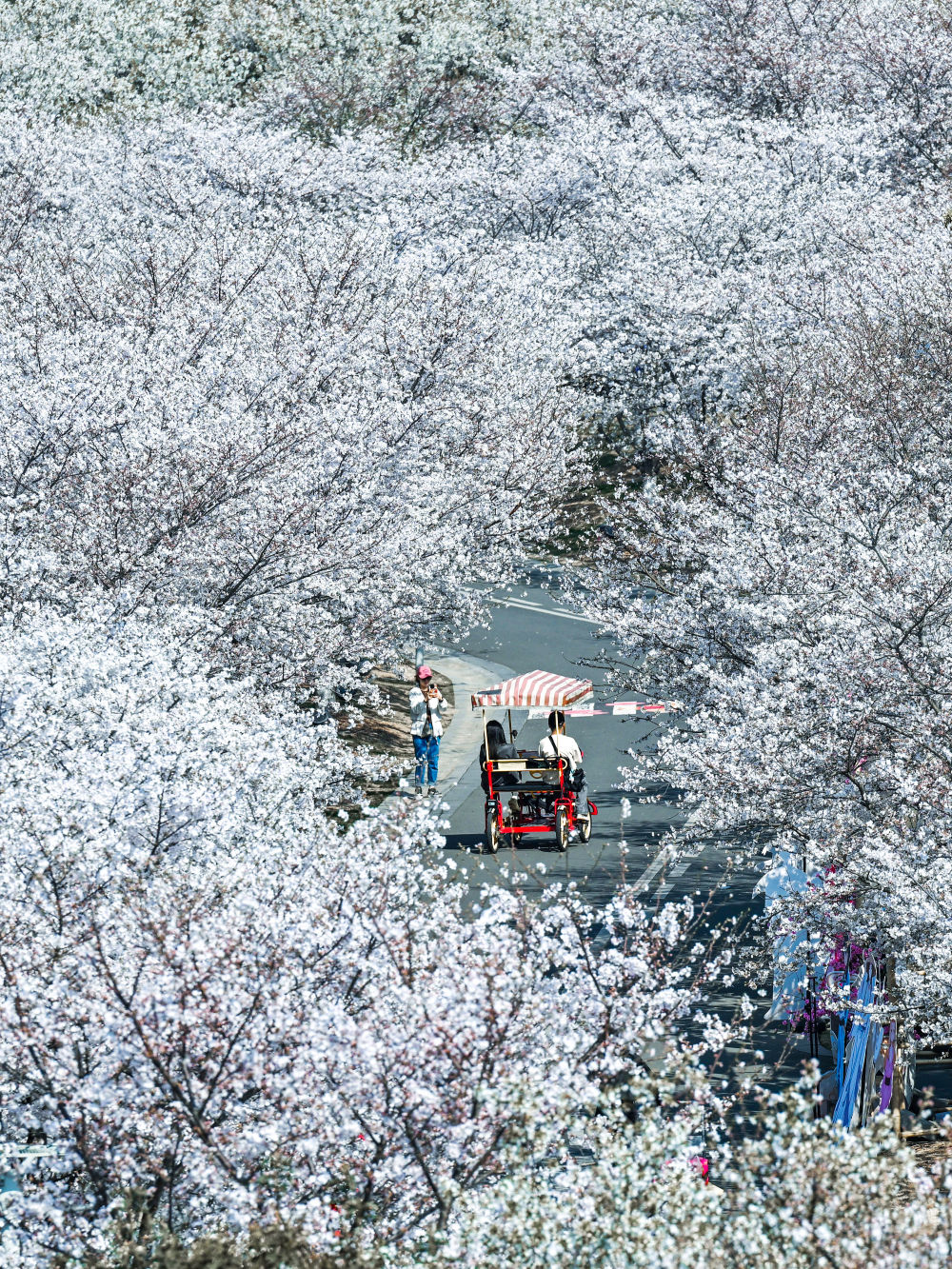 3月25日，游客在浙江省宁波植物园游玩赏花。新华社发（胡学军摄）