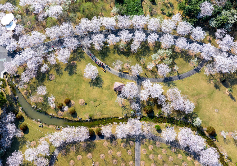  3月25日，游客在浙江省宁波植物园游玩赏花（无人机照片）。新华社发（胡学军摄）