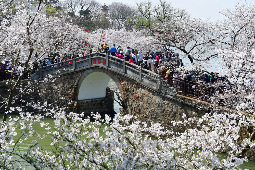 3月25日，游客在江苏无锡太湖鼋头渚景区赏樱游玩。新华社发（还月亮摄）