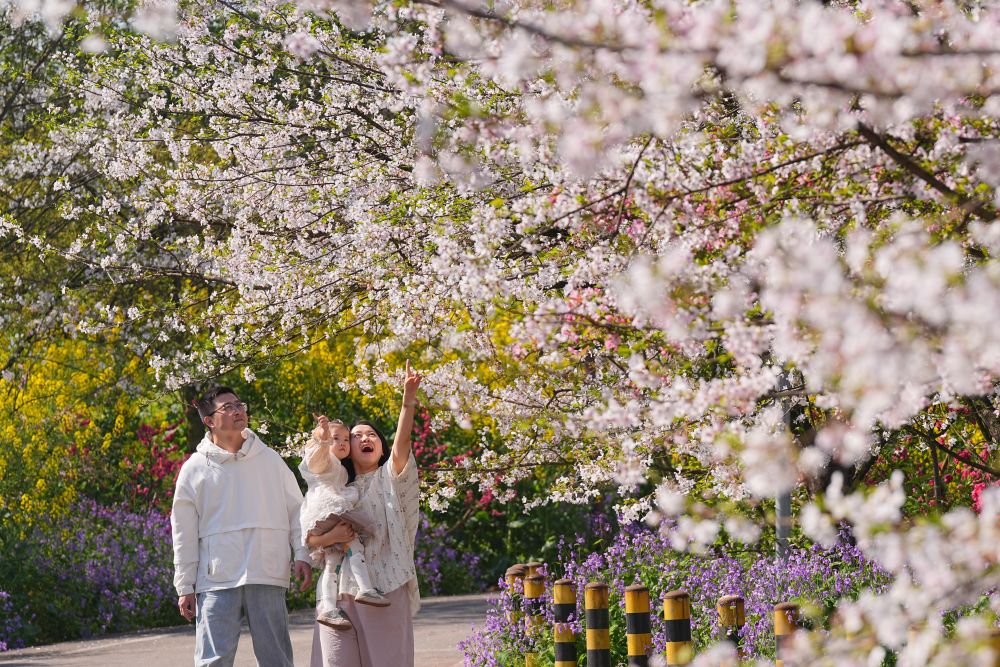 3月25日，游人在重庆市北碚区澄江镇樱花橘香农业公园踏青赏花。新华社发（秦廷富摄）


