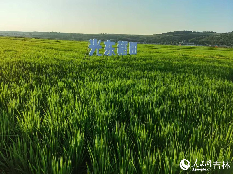 光东村稻田风景美如画(资料图片)。人民网记者 王海跃摄
