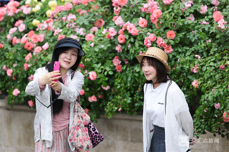 4月24日，南京凯瑟琳广场内的蔷薇与月季竞相绽放。盛开的花朵形成延绵的“花墙”，为城市增添生机，吸引市民、游客驻足观赏，用镜头定格美好时光。新华日报·交汇点记者 蒋文超 摄