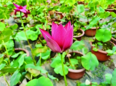 “秦淮渔火” 夺金点:花梗长,花色鲜红似点点渔火。 南京日报/紫金山新闻记者 刘全民 摄