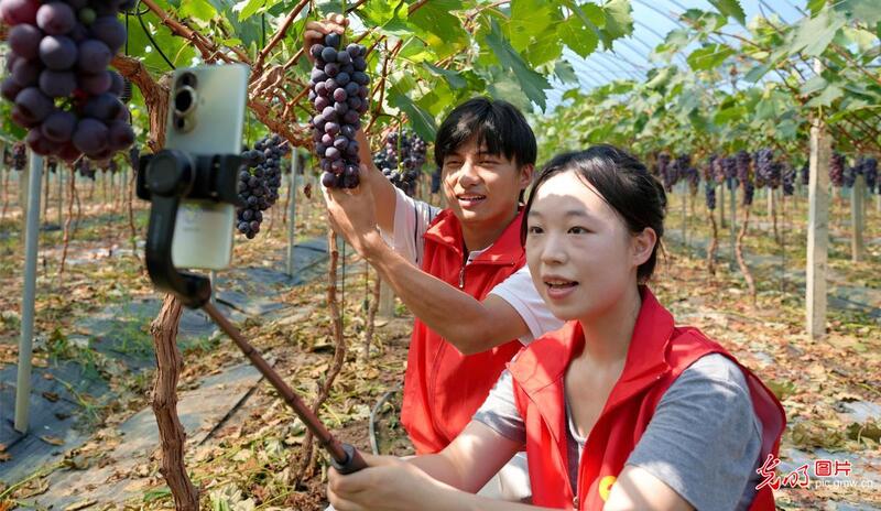 直播助农、健康义诊、扮靓街巷……青年学子暑期返乡服务桑梓 直播助农、健康义诊、扮靓街巷……青年学子暑期返乡服务桑梓