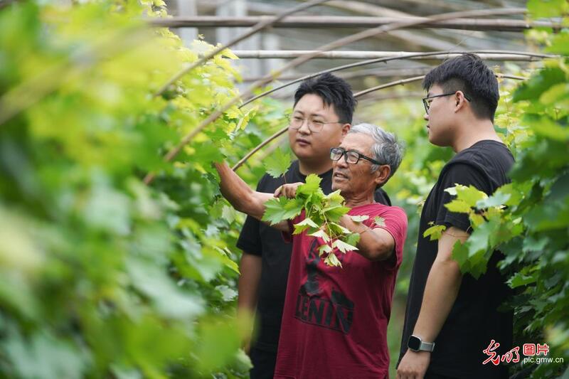 直播助农、健康义诊、扮靓街巷……青年学子暑期返乡服务桑梓 直播助农、健康义诊、扮靓街巷……青年学子暑期返乡服务桑梓