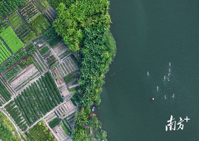 6月22日,汕头潮阳区铜盂镇,练江支流形成的天然泳场,一群爱好者正在游泳。 6月22日,汕头潮阳区铜盂镇,练江支流形成的天然泳场,一群爱好者正在游泳。