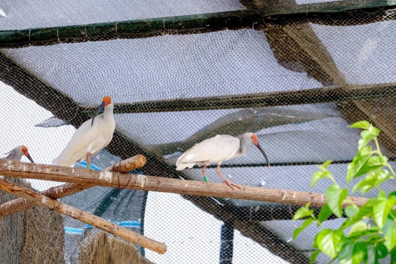 菲仕兰联合大客户助力朱鹮家园修复