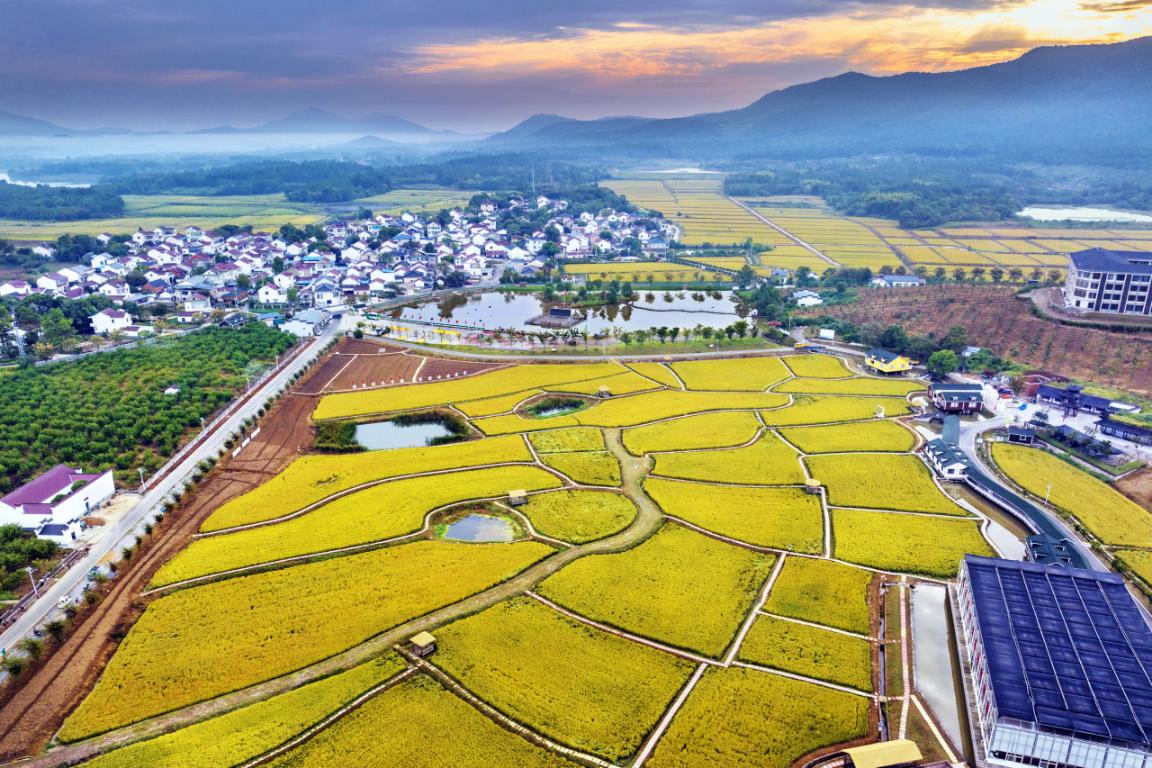 李其军+13905146696+金色乡村 丰收图景+2024年10月拍摄于溧水区晶桥镇曹庄村