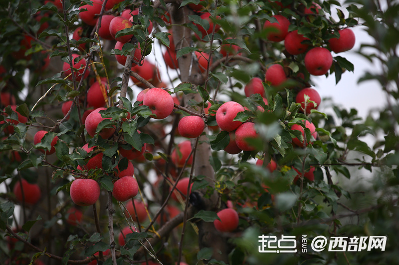 正在上传... 4242ac96a867afe2549663357f930221.png