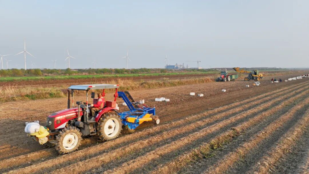 淮海农场：贯通红薯产业全链，升级“土特产”价值