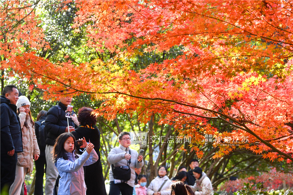 12月14日，天气晴好，南京栖霞山景区游客如织，迎来赏枫最佳观赏期。当下，漫山红叶正处于最饱满绚烂的阶段，鸡爪槭嫣红、枫香橙黄、乌桕深紫，层层叠染，犹如一幅浓墨重彩的天然油画，人们漫步于红叶掩映的山径，纷纷驻足拍照，尽情享受这一年一度的视觉盛宴。新华日报·交汇点记者 邵丹 摄