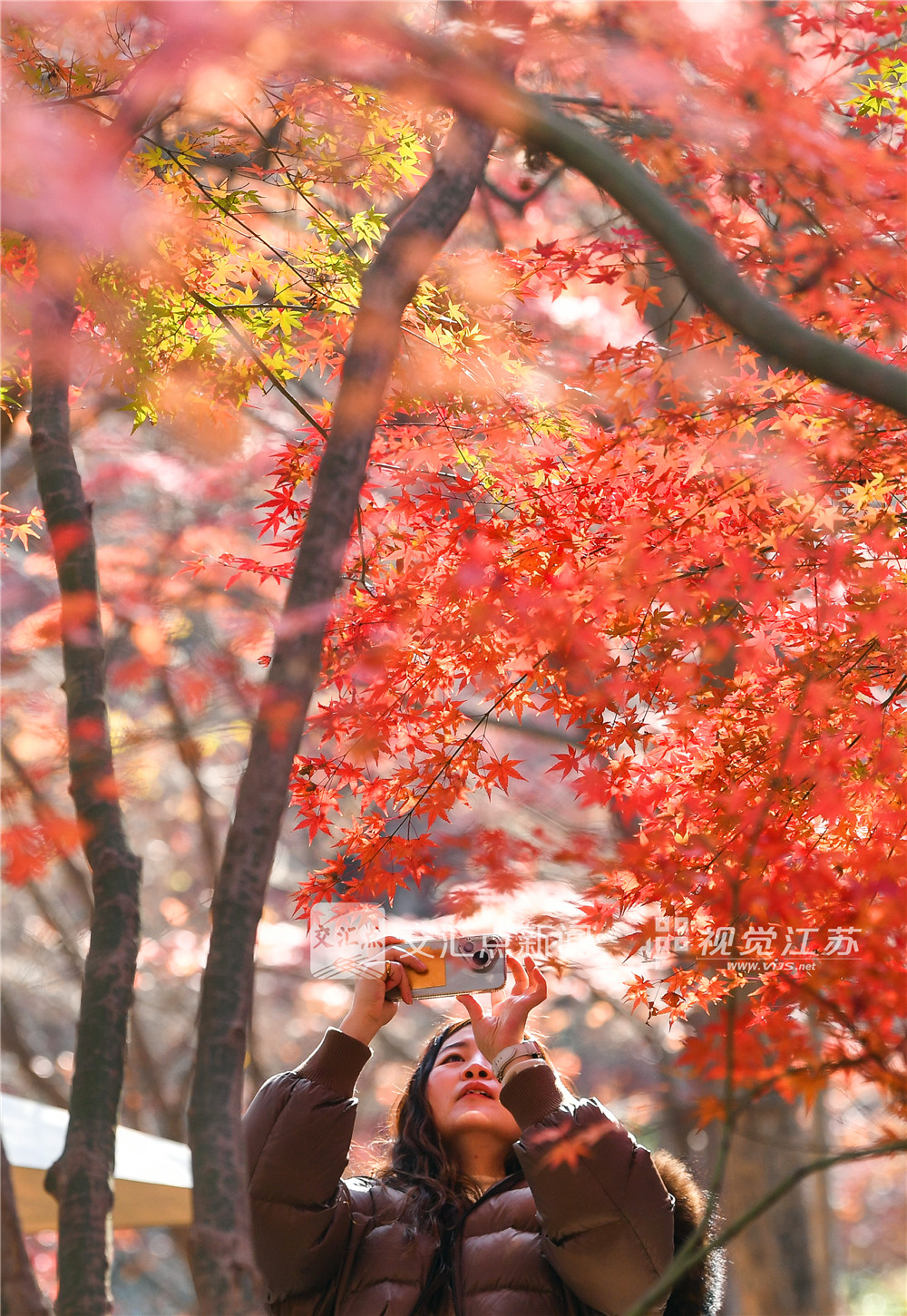 12月14日，天气晴好，南京栖霞山景区游客如织，迎来赏枫最佳观赏期。当下，漫山红叶正处于最饱满绚烂的阶段，鸡爪槭嫣红、枫香橙黄、乌桕深紫，层层叠染，犹如一幅浓墨重彩的天然油画，人们漫步于红叶掩映的山径，纷纷驻足拍照，尽情享受这一年一度的视觉盛宴。新华日报·交汇点记者 邵丹 摄