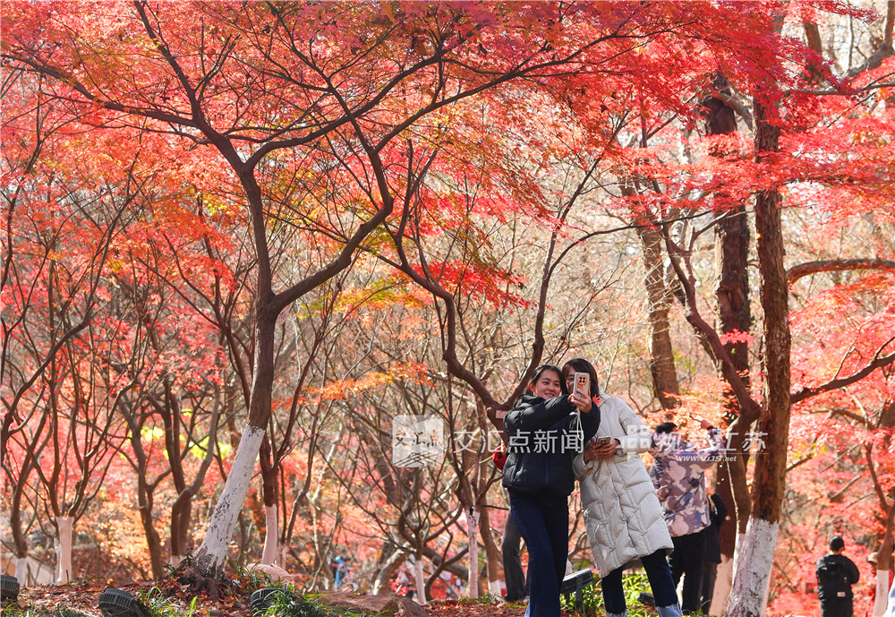 12月14日，天气晴好，南京栖霞山景区游客如织，迎来赏枫最佳观赏期。当下，漫山红叶正处于最饱满绚烂的阶段，鸡爪槭嫣红、枫香橙黄、乌桕深紫，层层叠染，犹如一幅浓墨重彩的天然油画，人们漫步于红叶掩映的山径，纷纷驻足拍照，尽情享受这一年一度的视觉盛宴。新华日报·交汇点记者 邵丹 摄
