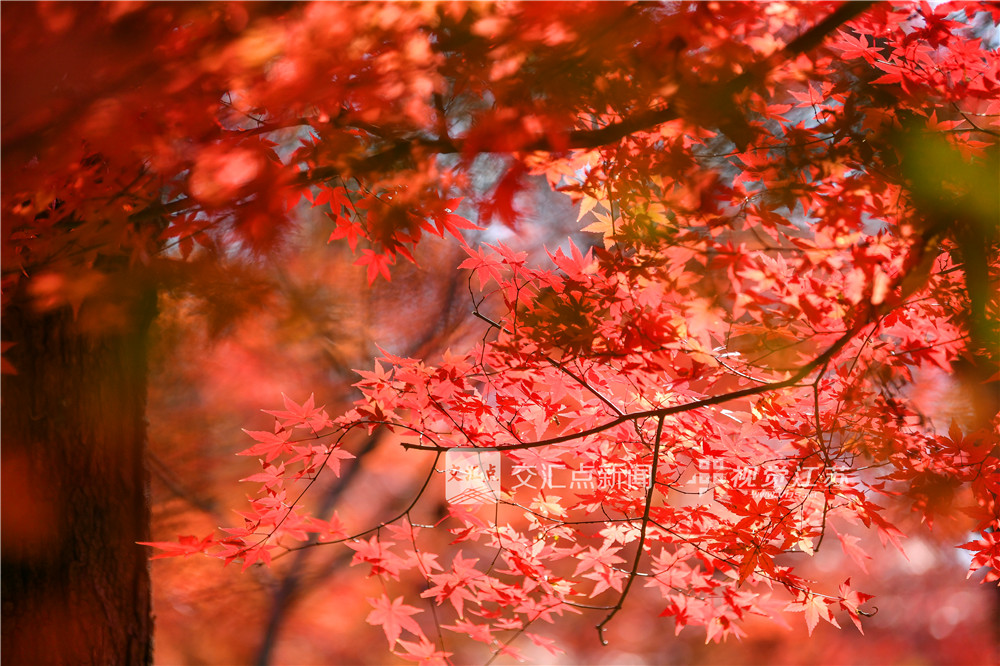 12月14日，天气晴好，南京栖霞山景区游客如织，迎来赏枫最佳观赏期。当下，漫山红叶正处于最饱满绚烂的阶段，鸡爪槭嫣红、枫香橙黄、乌桕深紫，层层叠染，犹如一幅浓墨重彩的天然油画，人们漫步于红叶掩映的山径，纷纷驻足拍照，尽情享受这一年一度的视觉盛宴。新华日报·交汇点记者 邵丹 摄