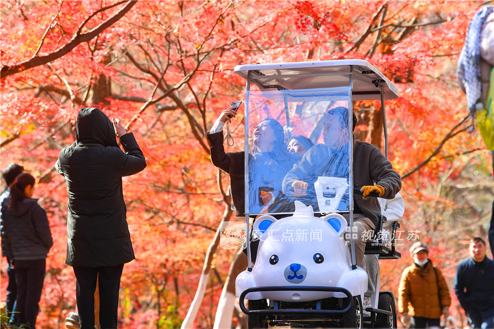 12月14日，天气晴好，南京栖霞山景区游客如织，迎来赏枫最佳观赏期。当下，漫山红叶正处于最饱满绚烂的阶段，鸡爪槭嫣红、枫香橙黄、乌桕深紫，层层叠染，犹如一幅浓墨重彩的天然油画，人们漫步于红叶掩映的山径，纷纷驻足拍照，尽情享受这一年一度的视觉盛宴。新华日报·交汇点记者 邵丹 摄