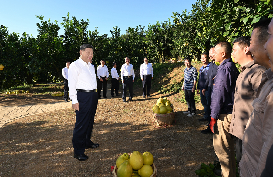 2025年11月7日，习近平总书记在梅州市梅县区雁洋镇南福金柚种植基地考察时，同果农和农技人员亲切交流。