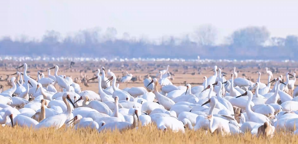 “两山”理念与美丽中国丨湿地与候鸟，一场岁岁年年的相守