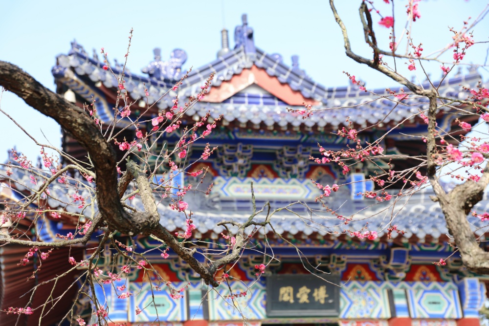 2月4日，我们迎来了二十四节气之首的立春。南京梅花山的梅花渐次盛放，吸引了身穿古装、现代服饰的市民游客前来赏梅打卡，给人一种时空穿梭感。 
通讯员 徐福庚  新华日报·交汇点记者 聂伟