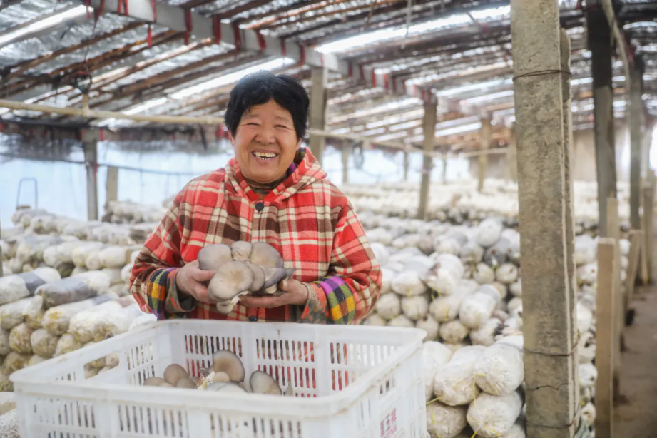 新春走基层｜立春，这里的菌菇“醒了”