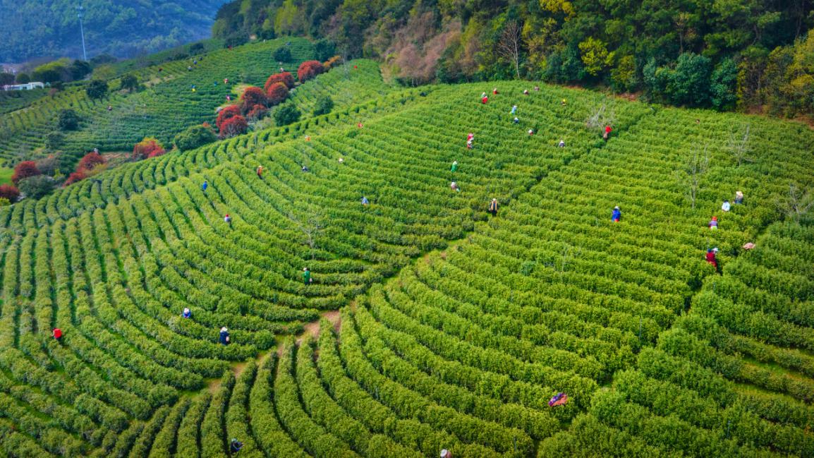 汤翠香+茶韵望悠谷+18752072888