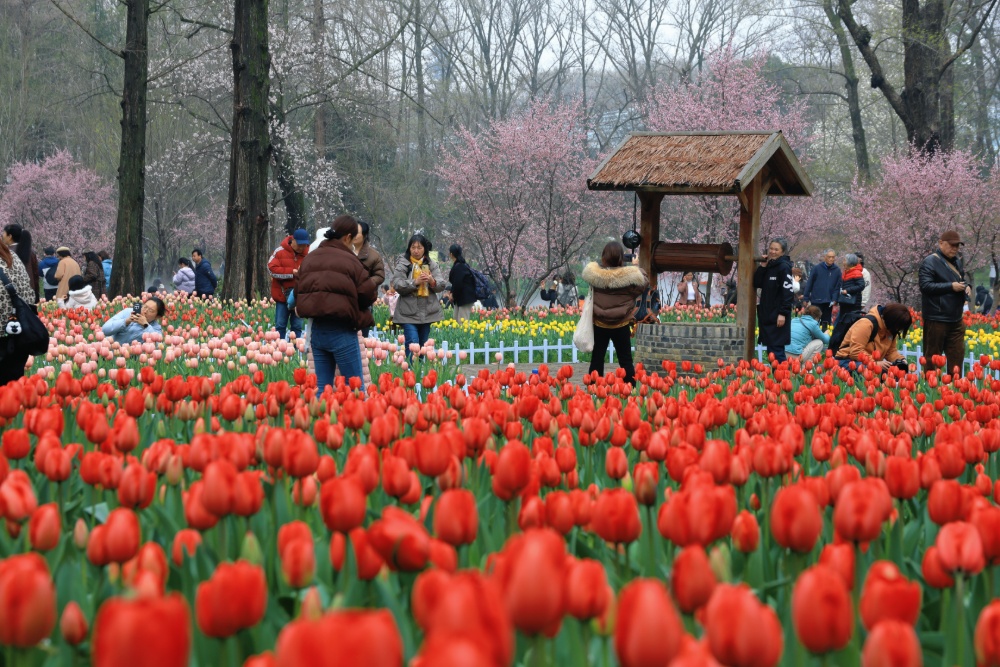 春日正好，花期已至。连日来，第29届南京春季花展在中山植物园南园华丽绽放。
花展打造了春之献礼等四大主题景观，近40万株郁金香花，还有冰岛虞美人、向日葵、绣球花等，构成一片片绚烂的花海，为市民游客献上一场春日赏花盛宴。
通讯员 徐福庚 新华日报·交汇点记者 聂伟