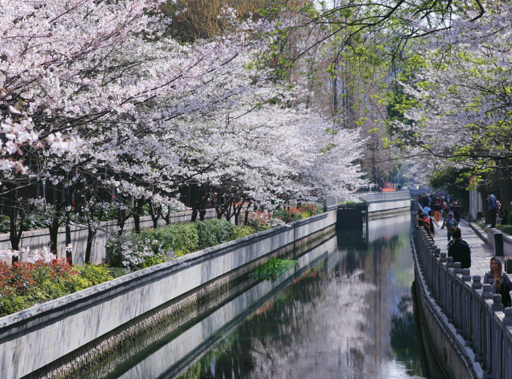 若问南京樱花季“顶流新贵”都有谁，鸡鸣寺旁的珍珠河绝对榜上有名。
这两天，珍珠河又变成了一年一度的“樱花河”。大批赏樱的市民游客在此拍到了“人生照片”，也直观感知了江苏生态修复的生动成效。
珍珠河有着1800多年历史，“珍珠浪涌”曾是古金陵四十八景之一。2018年生态修复工程启动，这条古老河流摇身一变，成为“新晋网红”，焕发时代新风貌。
通讯员 徐福庚 新华日报·交汇点记者 聂伟