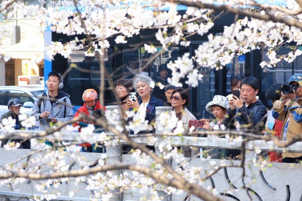 若问南京樱花季“顶流新贵”都有谁，鸡鸣寺旁的珍珠河绝对榜上有名。
这两天，珍珠河又变成了一年一度的“樱花河”。大批赏樱的市民游客在此拍到了“人生照片”，也直观感知了江苏生态修复的生动成效。
珍珠河有着1800多年历史，“珍珠浪涌”曾是古金陵四十八景之一。2018年生态修复工程启动，这条古老河流摇身一变，成为“新晋网红”，焕发时代新风貌。
通讯员 徐福庚 新华日报·交汇点记者 聂伟