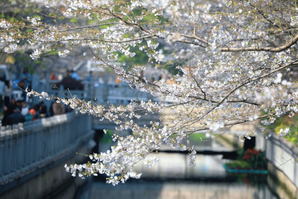 若问南京樱花季“顶流新贵”都有谁，鸡鸣寺旁的珍珠河绝对榜上有名。
这两天，珍珠河又变成了一年一度的“樱花河”。大批赏樱的市民游客在此拍到了“人生照片”，也直观感知了江苏生态修复的生动成效。珍珠河有着1800多年历史，“珍珠浪涌”曾是古金陵四十八景之一。2018年生态修复工程启动，这条古老河流摇身一变，成为“新晋网红”，焕发时代新风貌。
新华日报·交汇点记者 聂伟 通讯员 徐福庚