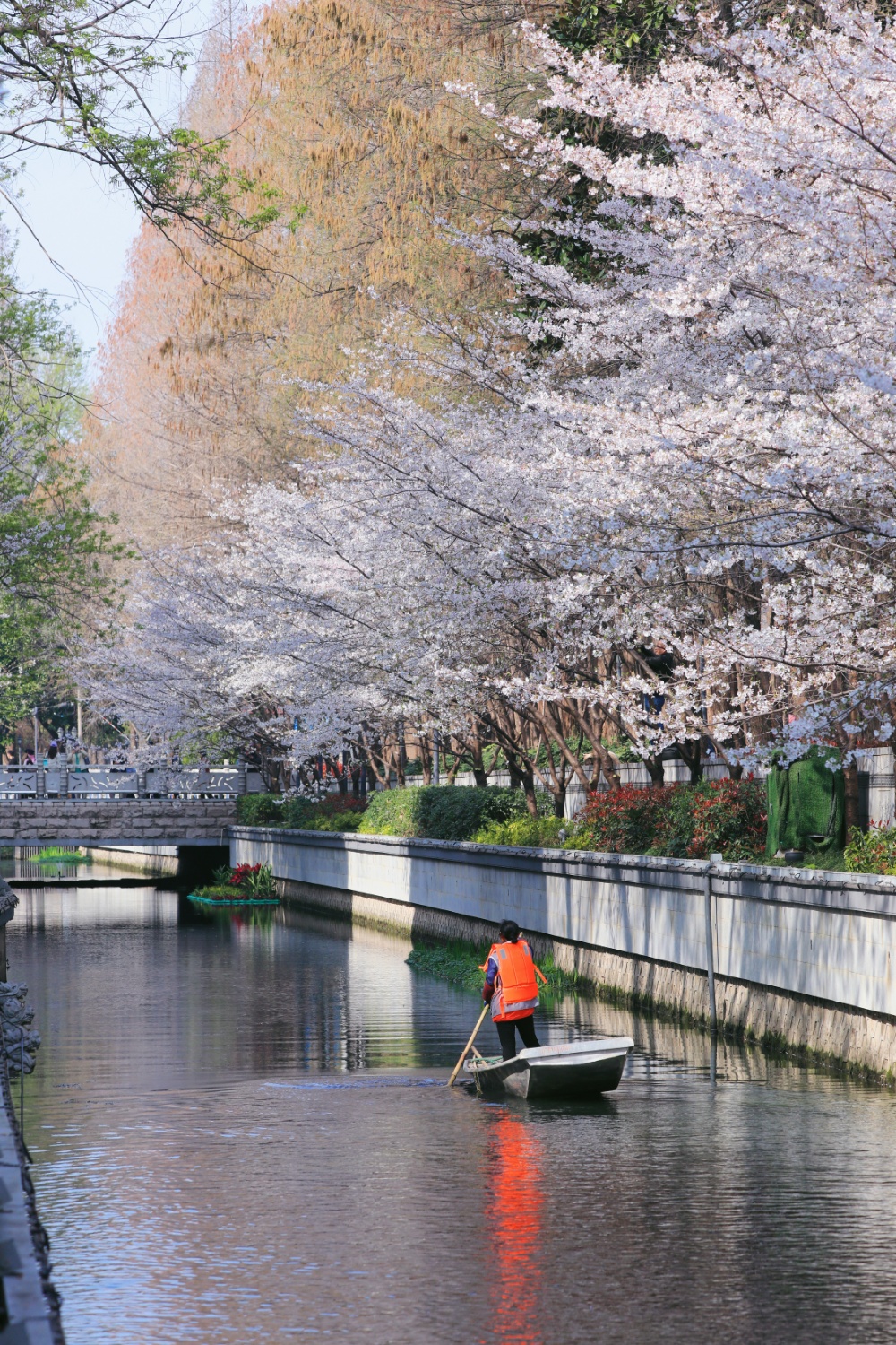 若问南京樱花季“顶流新贵”都有谁，鸡鸣寺旁的珍珠河绝对榜上有名。
这两天，珍珠河又变成了一年一度的“樱花河”。大批赏樱的市民游客在此拍到了“人生照片”，也直观感知了江苏生态修复的生动成效。
珍珠河有着1800多年历史，“珍珠浪涌”曾是古金陵四十八景之一。2018年生态修复工程启动，这条古老河流摇身一变，成为“新晋网红”，焕发时代新风貌。
通讯员 徐福庚 新华日报·交汇点记者 聂伟