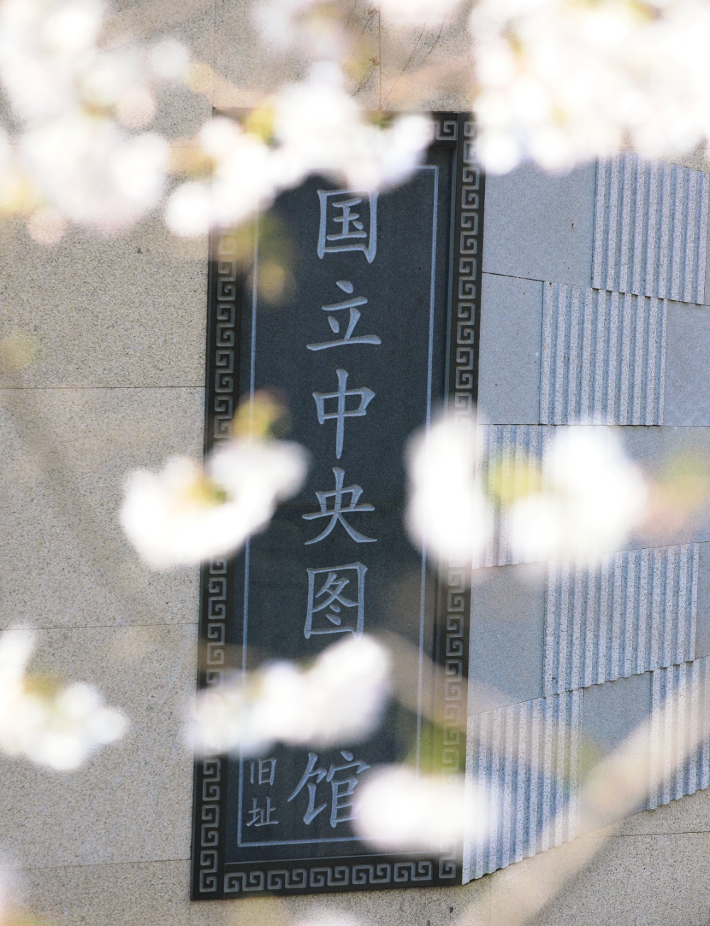 若问南京樱花季“顶流新贵”都有谁，鸡鸣寺旁的珍珠河绝对榜上有名。
这两天，珍珠河又变成了一年一度的“樱花河”。大批赏樱的市民游客在此拍到了“人生照片”，也直观感知了江苏生态修复的生动成效。
珍珠河有着1800多年历史，“珍珠浪涌”曾是古金陵四十八景之一。2018年生态修复工程启动，这条古老河流摇身一变，成为“新晋网红”，焕发时代新风貌。
通讯员 徐福庚 新华日报·交汇点记者 聂伟