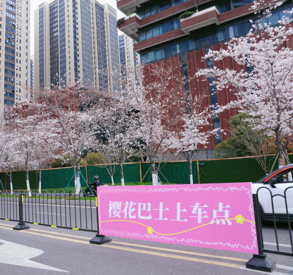 南京孩子春假到哪去，景美人不多？
南京江北新区最近推出了一条免费“樱花巴士”专线，把“春天”搬进了车厢。乘客坐在“春天”里，一路繁花相伴，目的地是凤滁路“樱花大道”。“樱花大道”两旁有逾千株樱花树，盛花期从3月下旬至4月上旬，春日浪漫buff叠满。
新华日报·交汇点记者 聂伟 通讯员 徐福庚