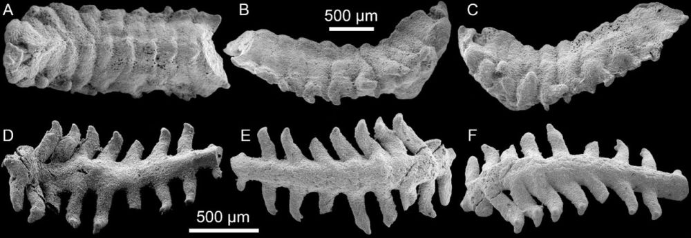 中国科学院南京地质古生物研究所发现约5.35亿年前环节动物实体化石