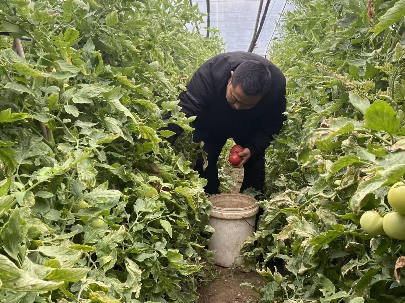 徐州桃园街道张庄社区：沙甜番茄映红乡村振兴路