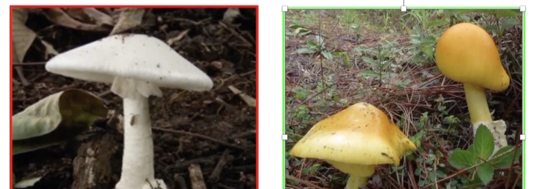 不认识毒蘑菇？野生菌“数字百科全书”来了！