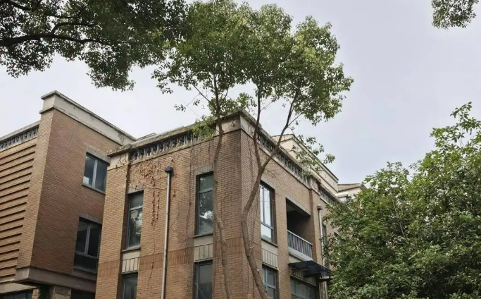 香樟树被剪成“细杆大树冠”模样