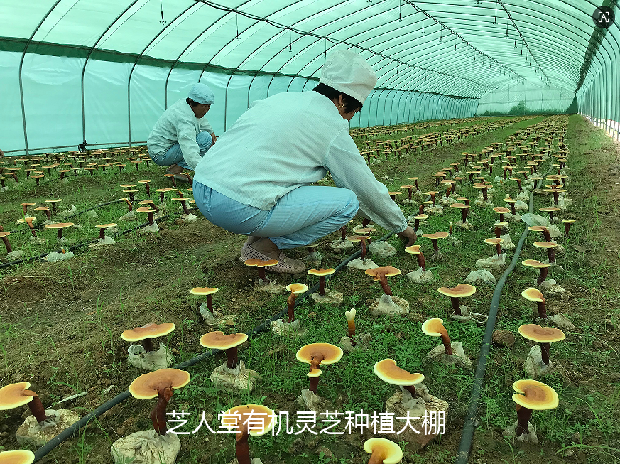 芝人堂有机灵芝种植大棚.png