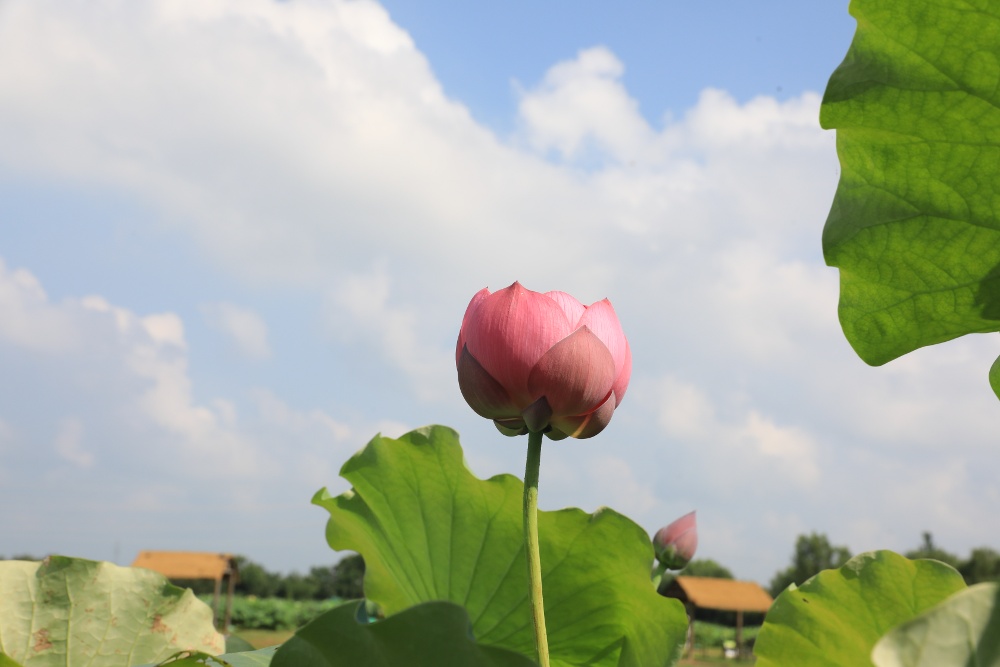 荷花，从来不是只属于夏天的花。它们在秋天里长出了更从容的姿态，把生命的从容与坚韧，都藏进了一池秋光里。
这两天，南京西埂莲乡的荷花，褪去了盛夏的燥热，显得格外娇艳动人，呈现出一幅“云天收夏色，木叶动秋声”的绝美画卷。
通讯员 徐福庚 新华日报•交汇点记者 聂伟 