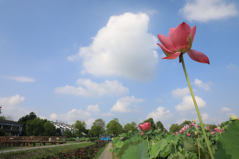 荷花，从来不是只属于夏天的花。它们在秋天里长出了更从容的姿态，把生命的从容与坚韧，都藏进了一池秋光里。
这两天，南京西埂莲乡的荷花，褪去了盛夏的燥热，显得格外娇艳动人，呈现出一幅“云天收夏色，木叶动秋声”的绝美画卷。
通讯员 徐福庚 新华日报•交汇点记者 聂伟 