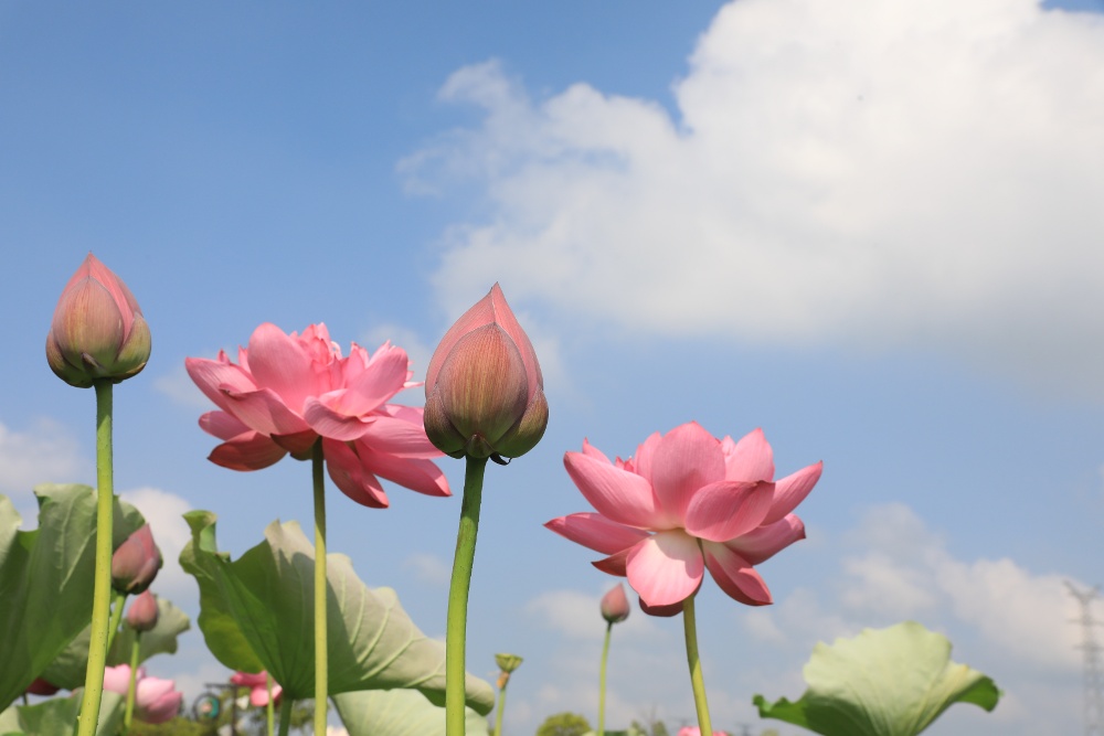 荷花，从来不是只属于夏天的花。它们在秋天里长出了更从容的姿态，把生命的从容与坚韧，都藏进了一池秋光里。
这两天，南京西埂莲乡的荷花，褪去了盛夏的燥热，显得格外娇艳动人，呈现出一幅“云天收夏色，木叶动秋声”的绝美画卷。
通讯员 徐福庚 新华日报•交汇点记者 聂伟 
